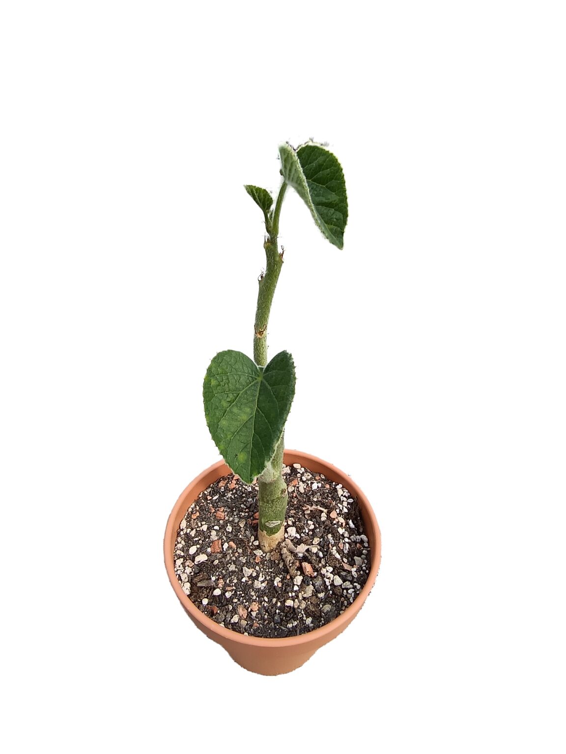 Adenia keramanthus