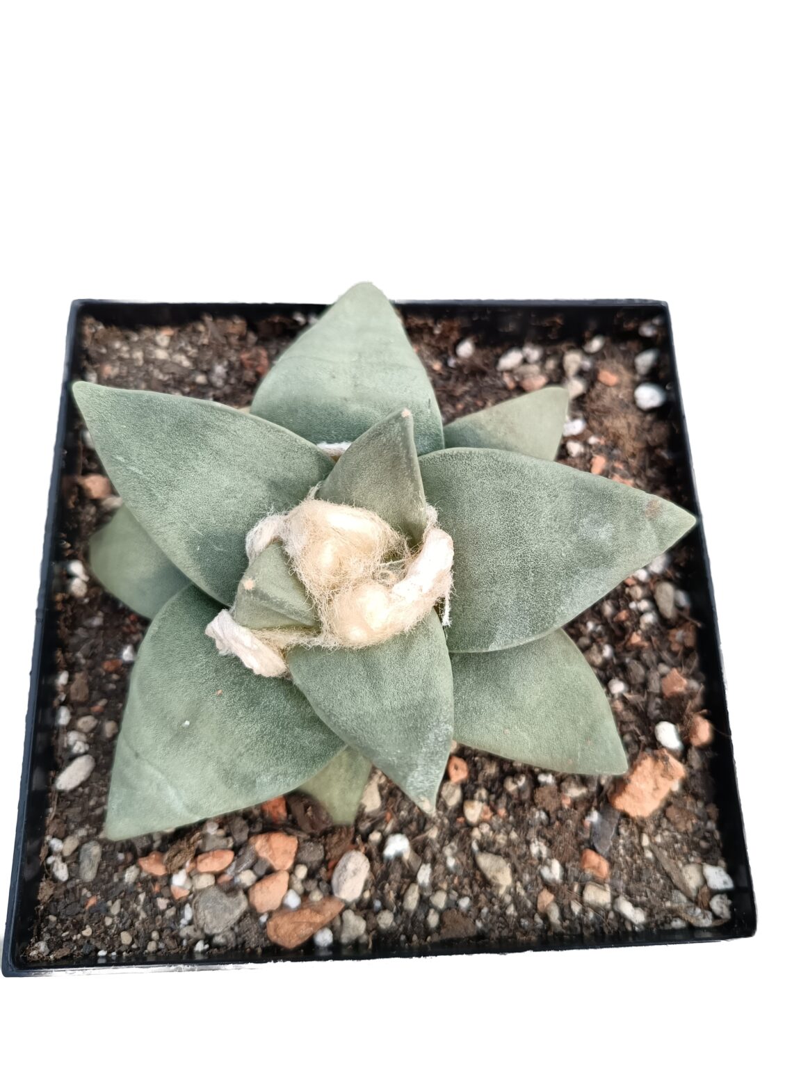 Ariocarpus retusus