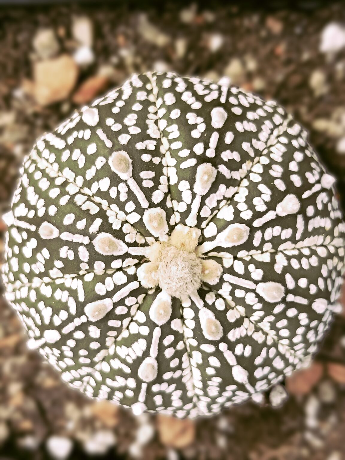Astrophytum asterias cv. superkabuto