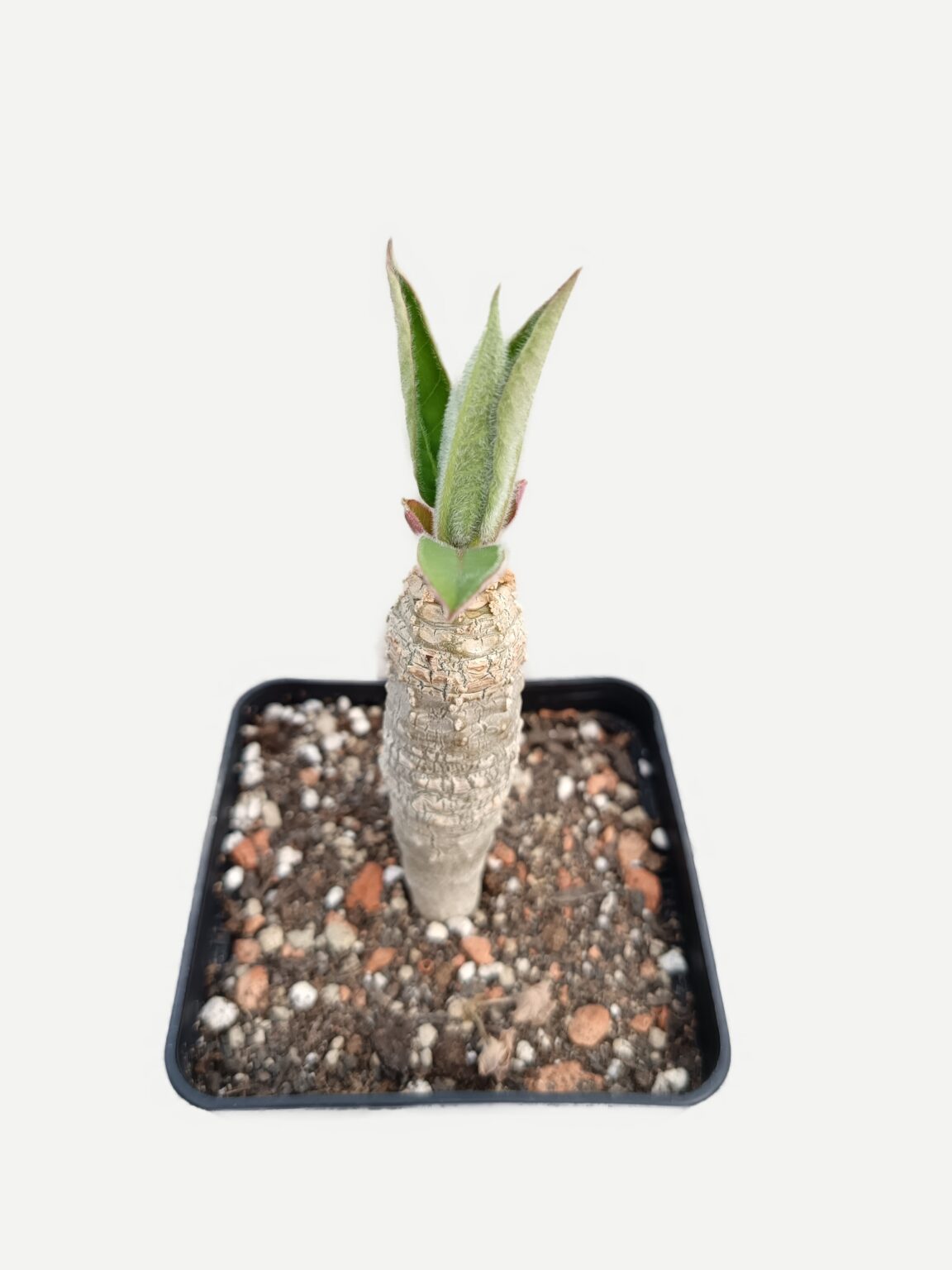 Euphorbia ankarensis
