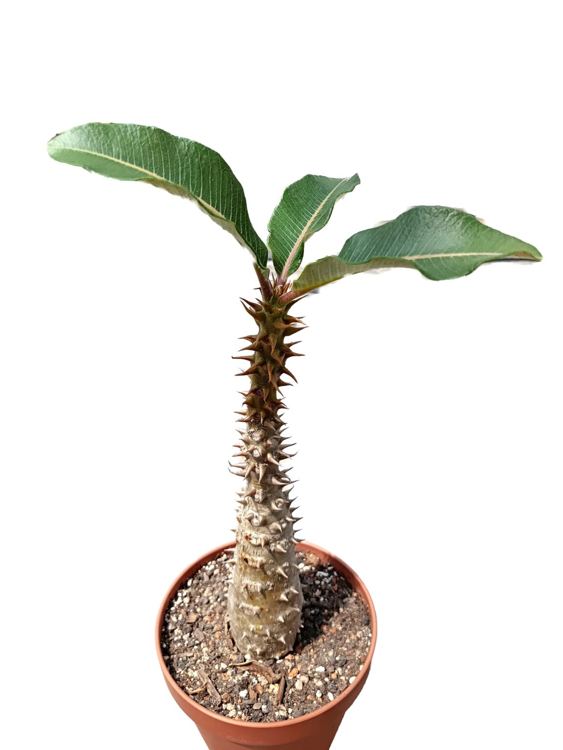 Pachypodium baronii