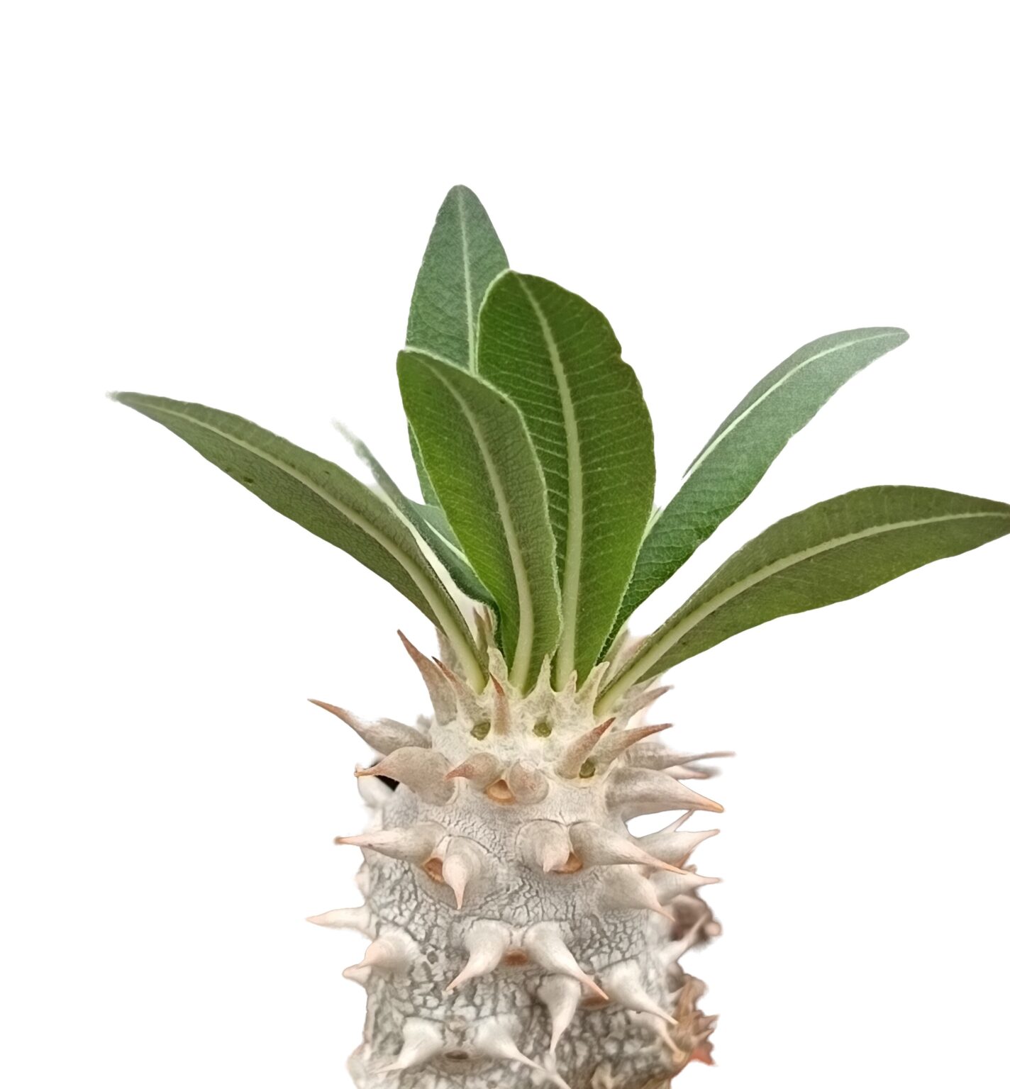 Pachypodium densiflorum