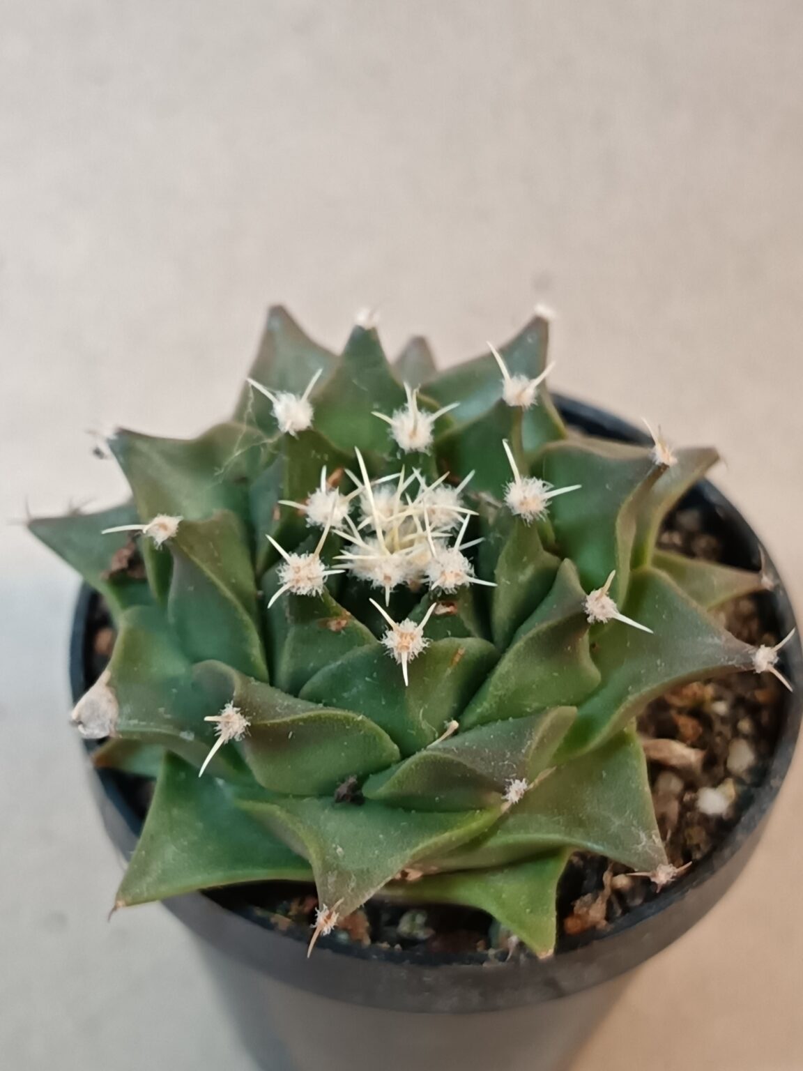 Obregonia denegrii