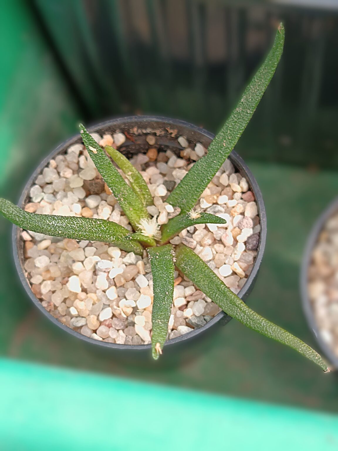 Ariocarpus agavoides