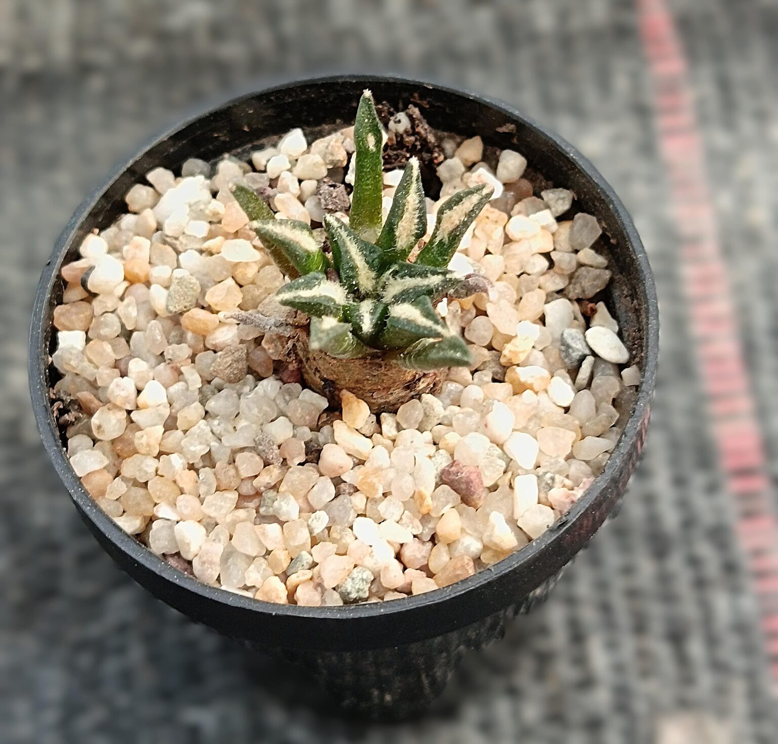 Ariocarpus kotschoubeyanus
